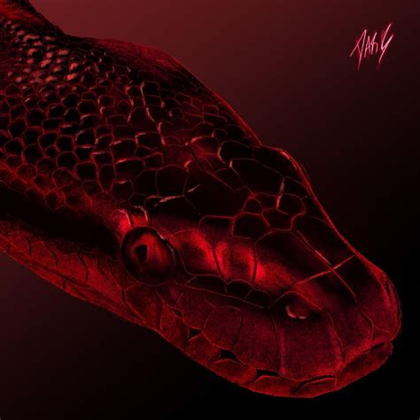 snake  detail drawn   rballpython