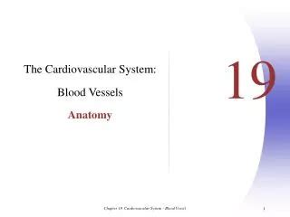 PPT Chapter 21 The Cardiovascular System Blood Vessels PowerPoint