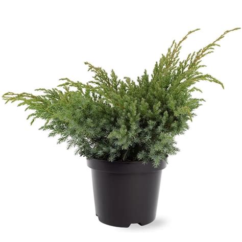 Juniperus Squamata Blue Swede Blauer Kriechwacholder Cm