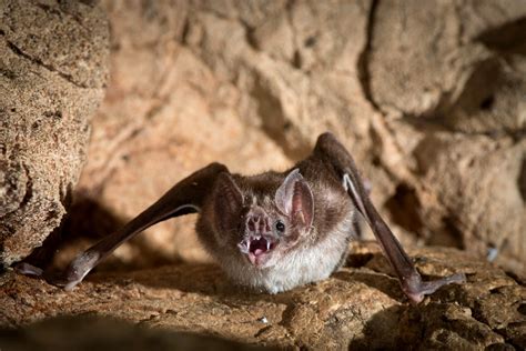 Lost Genes Explain Vampire Bats Diet Of Blood Scientific American