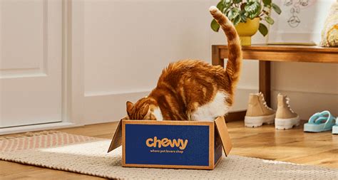 Why Do Cats Love Boxes Bechewy