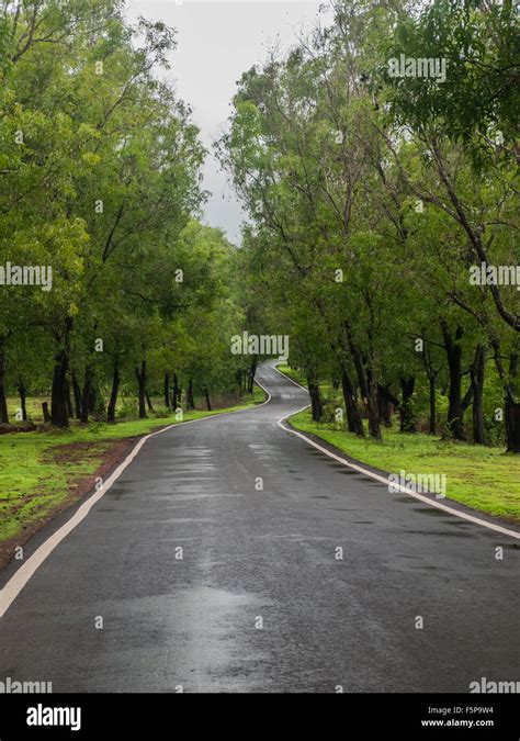 Black Tar Road With Tall Green Trees Stock Photo Alamy