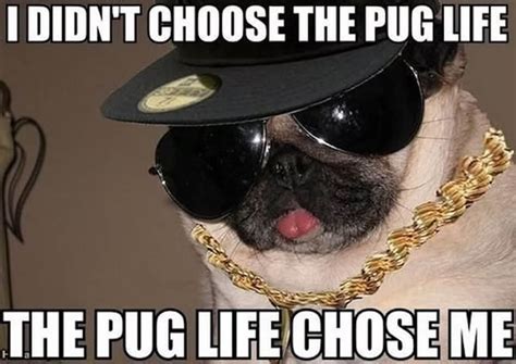 National Dog Day Memes: Funny Dog Memes Image & Pictures