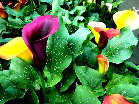 Калла Огородная (74 фото) - фото - картинки и рисунки: скачать бесплатно