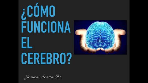 Como Funciona El Cerebro Youtube