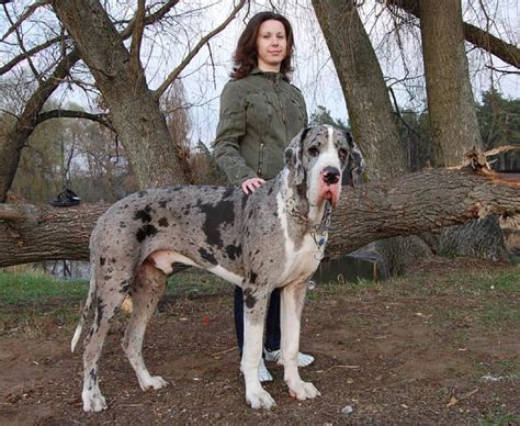 Cool!! #greatdane dogs | Huge dogs, Great dane, Girl and dog