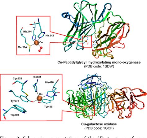 Figure 1 From Supramolecular Modeling Of Mono Copper Enzyme Active