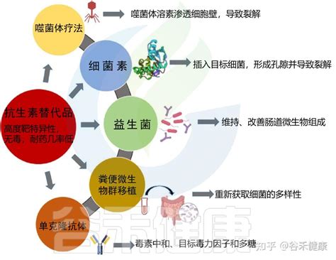 抗生素对微生物组及对人体健康的影响 知乎