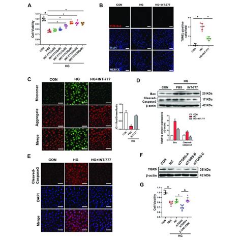 Tgr Activation Alleviates High Glucose Hg Induced Endothelial Cell