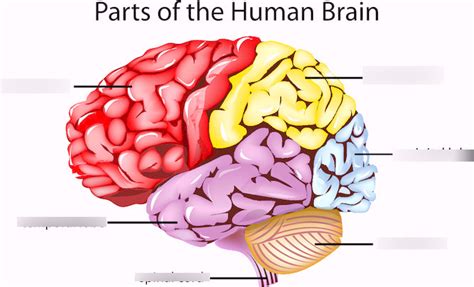 Parts Of The Human Brain Diagram Quizlet