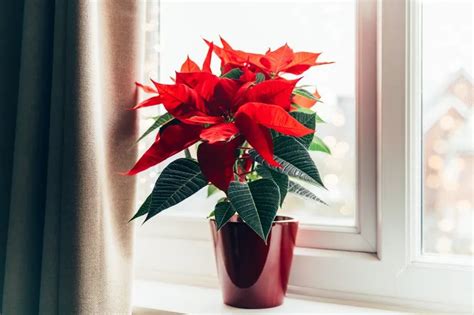 Comment Faire Refleurir Un Poinsettia Nos Astuces Pour Donner Une