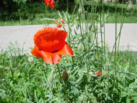 Premium Photo Red Poppy Flowers With A Bee And Wheat Fields On The