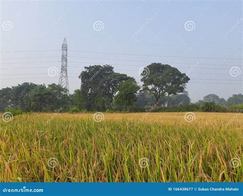 Paddy Farming of India.Ready Paddy Crop. Most Popular Grain of India ...