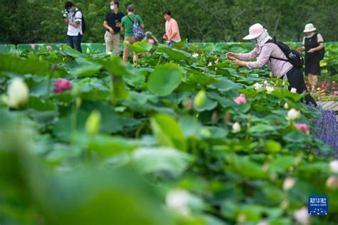 澳门：荷香乐满城游客张金荷花