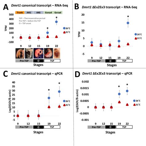 Transcription Of Dmrt1 Spliceoforms During Embryonic Development Of