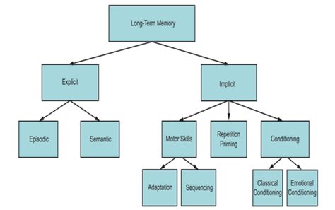 Chapter 6 Long Term Memory Structure Flashcards Quizlet