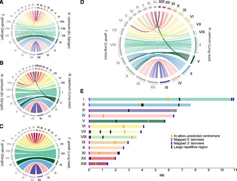 Comparative Analysis Of Genome Assemblies Of Neospora Caninum And