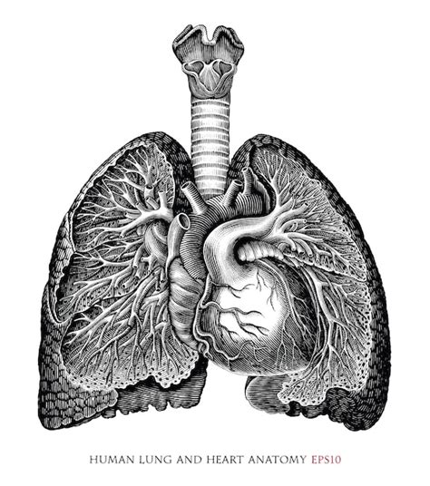 Victorian Anatomical Drawing Of Human Heart And Lungs 19th Century Stock Illustration Download ...