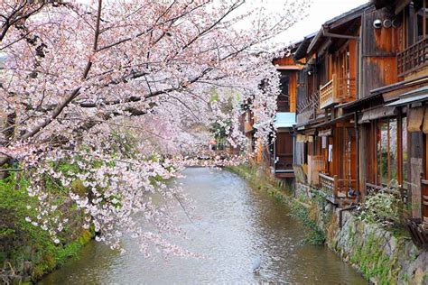 Lạc lối tại phố cổ Gion ở Kyoto màu hoa anh đào SONGHANTOURIST