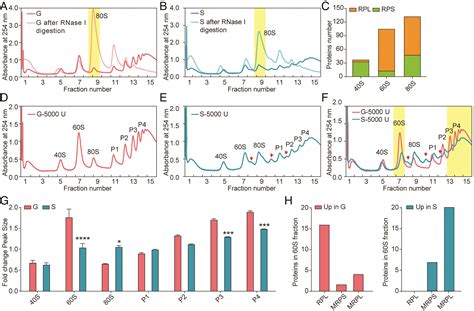 Cytosolic And Mitochondrial Ribosomal Proteins Mediate The Locust Phase