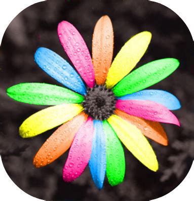 rainbow flowers - Rainbow Skies Photo (11103483) - Fanpop