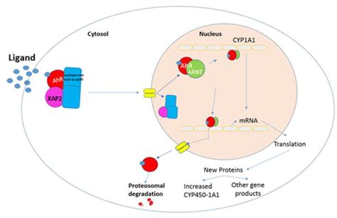 Figure 2 From The Role Of Aryl Hydrocarbon Receptor Ahr In Drug Drug