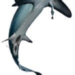 Thresher Shark Jumping Meme Generator - Imgflip