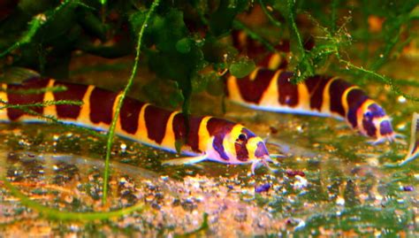 Tropical Fish Keeping – Popular Freshwater Tropical Fish Species ...