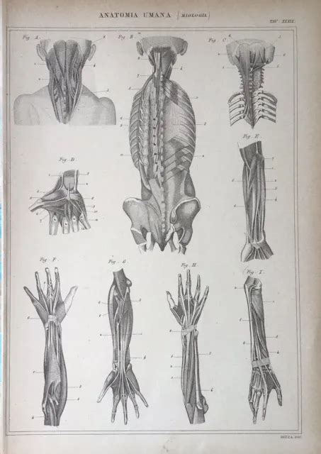 Stampa Antica Incisione Fine Anatomia Umana Miologia Tav