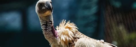 World’s Largest Vulture Relocation - WeWild Africa