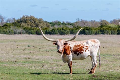 Texas Longhorn With Newborn Calf Stock Photo Image Of Grazing Texas