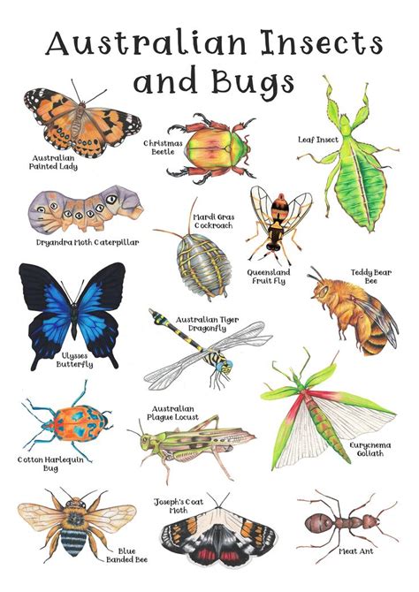 The Australian Insects And Bugs Poster Is Shown With Different Types Of