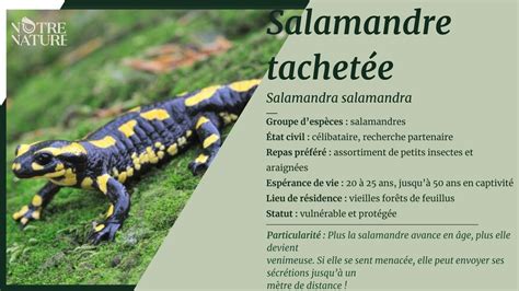 Salamandre Tachetée Notre Nature