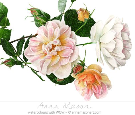 Botanical Watercolor Botanical Drawings Botanical Flowers Botanical