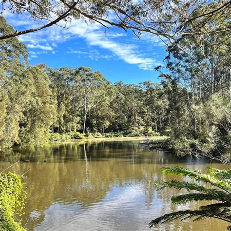 Lane Cove National Park Riverside Loop Walk Sydney Uncovered