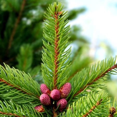 Picea Abies Cupressina Agrodenmar Ro