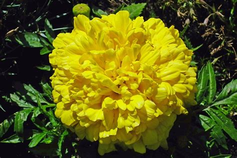 The Tagetes Flowers Yellow Free Photo On Pixabay