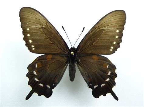 Battus Philenor Ssp Hirsuta Female Aureus Butterflies Insects