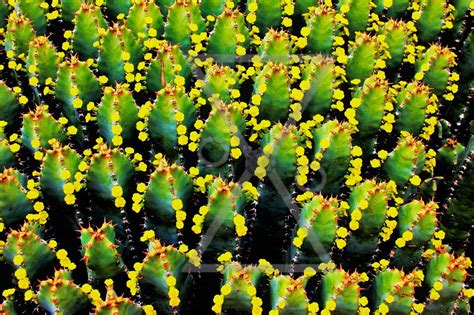 Cactus Arms — Weasyl
