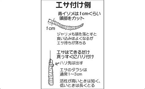 【東京湾2020冬】絶好調の『船シロギス』釣り初心者入門 目指せ100尾