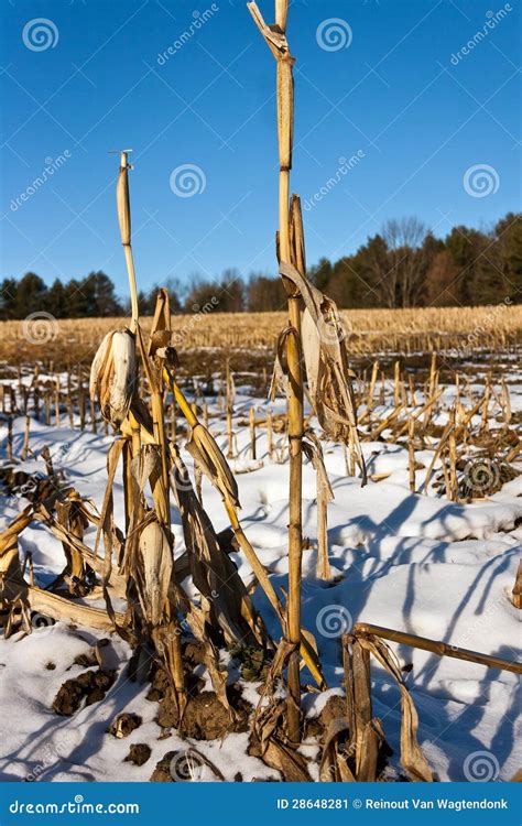 Corn Stalks Left after Harvest Stock Image - Image of farming, cold: 28648281