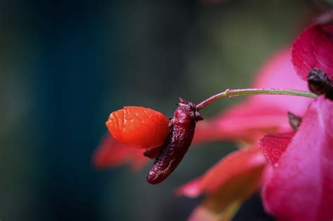 Gesneriaceae Berry Garden - Free photo on Pixabay - Pixabay
