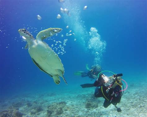 Best diving trips in Zanzibar | Diving center in Zanzibar