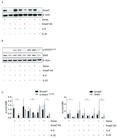 Smad7 Knockdown Reduces Cytokine Induced P Stat3 Y705 And Stat3