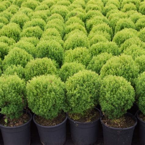 Thuja Tedy - Rasadnik „Jelena”