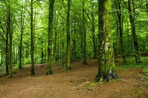 Fforest Fawr near Cardiff South Wales - Canvas Print