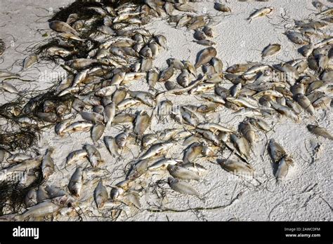 Red Tide Beach Covered With Dead Fish Killed By The Bloom Of Toxic Red