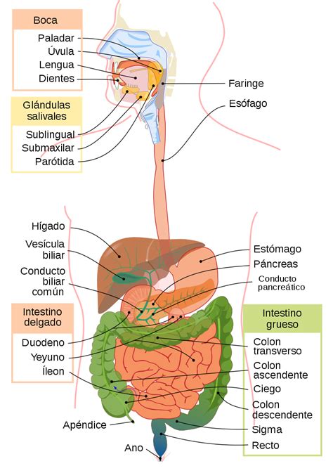 Laminas Educativas Sistema Digestivo