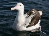 Bird - Australian Albatrosses