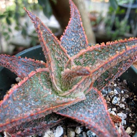 Pink Blush Aloe Hybrid One Of My Favorite Houseplants Mostly Because It Is Pink And Super Cute